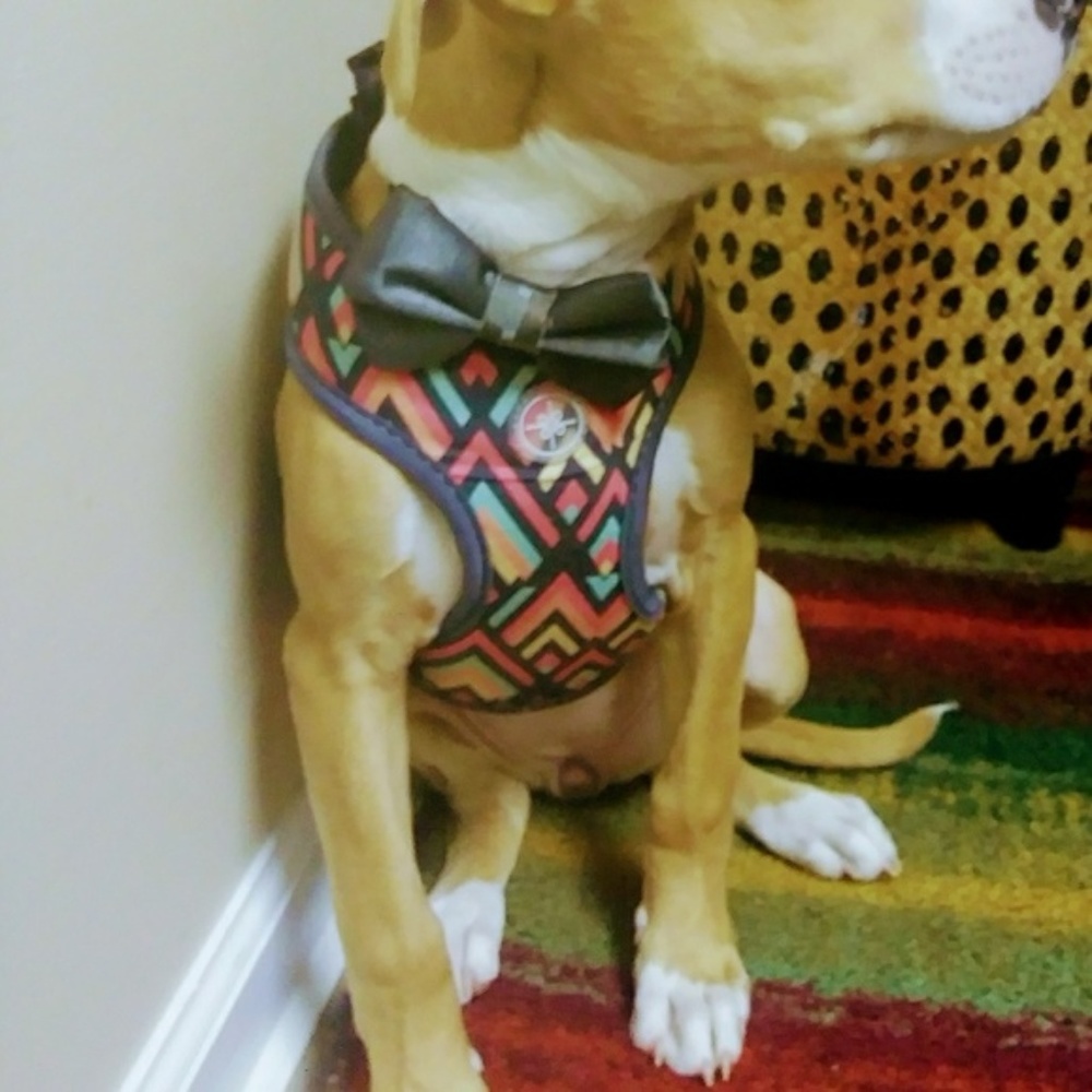 Bowtie For Pets Made in the USA~000JK-Mela